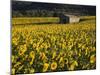 Field of Sunflowers, Provence, France, Europe-Angelo Cavalli-Mounted Photographic Print