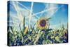 Field of Sunflowers with Contrails in A Blue Sky-Gajus-Stretched Canvas