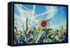 Field of Sunflowers with Contrails in A Blue Sky-Gajus-Framed Stretched Canvas