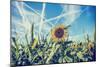 Field of Sunflowers with Contrails in A Blue Sky-Gajus-Mounted Photographic Print