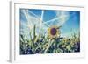 Field of Sunflowers with Contrails in A Blue Sky-Gajus-Framed Photographic Print