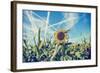 Field of Sunflowers with Contrails in A Blue Sky-Gajus-Framed Photographic Print