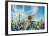 Field of Sunflowers with Contrails in A Blue Sky-Gajus-Framed Photographic Print