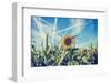 Field of Sunflowers with Contrails in A Blue Sky-Gajus-Framed Photographic Print