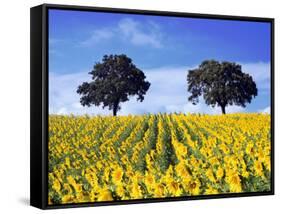 Field of Sunflowers with Holm Oaks-Felipe Rodriguez-Framed Stretched Canvas