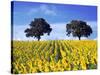 Field of Sunflowers with Holm Oaks-Felipe Rodriguez-Stretched Canvas