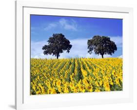 Field of Sunflowers with Holm Oaks-Felipe Rodriguez-Framed Photographic Print