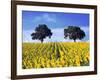 Field of Sunflowers with Holm Oaks-Felipe Rodriguez-Framed Photographic Print