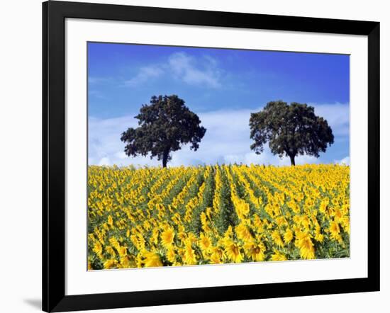 Field of Sunflowers with Holm Oaks-Felipe Rodriguez-Framed Photographic Print