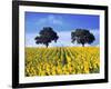 Field of Sunflowers with Holm Oaks-Felipe Rodriguez-Framed Photographic Print