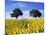 Field of Sunflowers with Holm Oaks-Felipe Rodriguez-Mounted Photographic Print