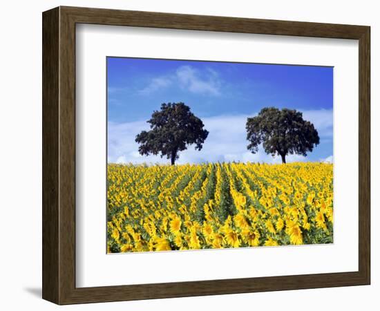 Field of Sunflowers with Holm Oaks-Felipe Rodriguez-Framed Photographic Print