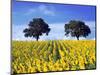 Field of Sunflowers with Holm Oaks-Felipe Rodriguez-Mounted Photographic Print
