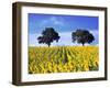 Field of Sunflowers with Holm Oaks-Felipe Rodriguez-Framed Photographic Print