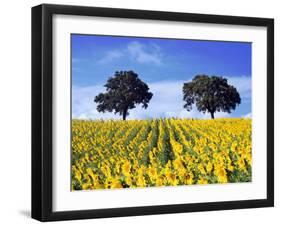 Field of Sunflowers with Holm Oaks-Felipe Rodriguez-Framed Photographic Print