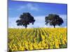 Field of Sunflowers with Holm Oaks-Felipe Rodriguez-Mounted Photographic Print