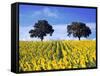 Field of Sunflowers with Holm Oaks-Felipe Rodriguez-Framed Stretched Canvas