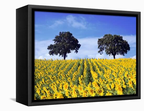 Field of Sunflowers with Holm Oaks-Felipe Rodriguez-Framed Stretched Canvas