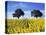 Field of Sunflowers with Holm Oaks-Felipe Rodriguez-Stretched Canvas