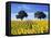 Field of Sunflowers with Holm Oaks-Felipe Rodriguez-Framed Stretched Canvas