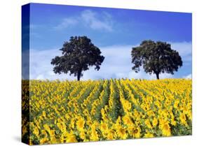 Field of Sunflowers with Holm Oaks-Felipe Rodriguez-Stretched Canvas