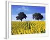 Field of Sunflowers with Holm Oaks-Felipe Rodriguez-Framed Photographic Print