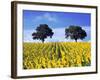 Field of Sunflowers with Holm Oaks-Felipe Rodriguez-Framed Photographic Print