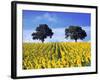 Field of Sunflowers with Holm Oaks-Felipe Rodriguez-Framed Photographic Print