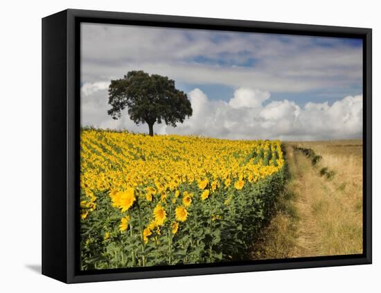 Field of Sunflowers with Holm Oaks-Felipe Rodriguez-Framed Stretched Canvas