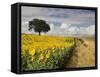 Field of Sunflowers with Holm Oaks-Felipe Rodriguez-Framed Stretched Canvas