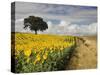 Field of Sunflowers with Holm Oaks-Felipe Rodriguez-Stretched Canvas