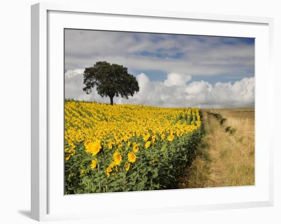 Field of Sunflowers with Holm Oaks-Felipe Rodriguez-Framed Photographic Print