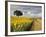 Field of Sunflowers with Holm Oaks-Felipe Rodriguez-Framed Photographic Print