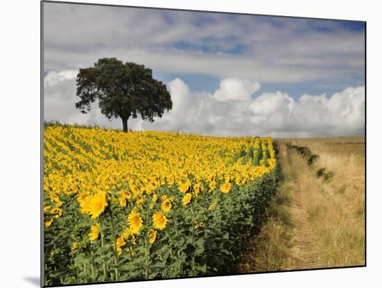 Field of Sunflowers with Holm Oaks-Felipe Rodriguez-Mounted Photographic Print