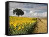 Field of Sunflowers with Holm Oaks-Felipe Rodriguez-Framed Stretched Canvas
