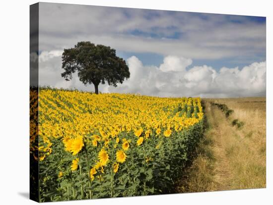 Field of Sunflowers with Holm Oaks-Felipe Rodriguez-Stretched Canvas