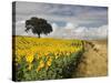 Field of Sunflowers with Holm Oaks-Felipe Rodriguez-Stretched Canvas