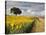 Field of Sunflowers with Holm Oaks-Felipe Rodriguez-Stretched Canvas