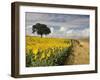 Field of Sunflowers with Holm Oaks-Felipe Rodriguez-Framed Photographic Print