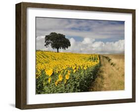 Field of Sunflowers with Holm Oaks-Felipe Rodriguez-Framed Photographic Print