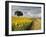 Field of Sunflowers with Holm Oaks-Felipe Rodriguez-Framed Photographic Print