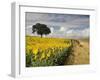 Field of Sunflowers with Holm Oaks-Felipe Rodriguez-Framed Photographic Print