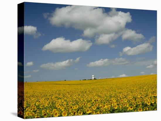 Field of Sunflowers with Water Tower in Distance, Charente, France, Europe-Groenendijk Peter-Stretched Canvas