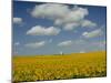 Field of Sunflowers with Water Tower in Distance, Charente, France, Europe-Groenendijk Peter-Mounted Photographic Print