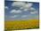 Field of Sunflowers with Water Tower in Distance, Charente, France, Europe-Groenendijk Peter-Mounted Photographic Print