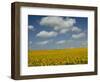 Field of Sunflowers with Water Tower in Distance, Charente, France, Europe-Groenendijk Peter-Framed Photographic Print