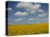 Field of Sunflowers with Water Tower in Distance, Charente, France, Europe-Groenendijk Peter-Stretched Canvas