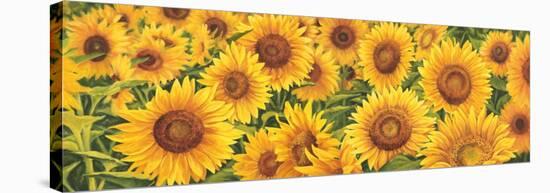 Field of Sunflowers-Luca Villa-Stretched Canvas