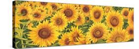 Field of Sunflowers-Luca Villa-Stretched Canvas