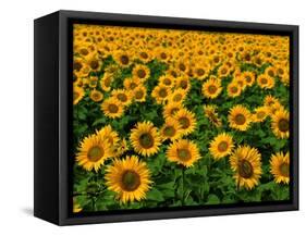 Field of Sunflowers-Ron Watts-Framed Stretched Canvas